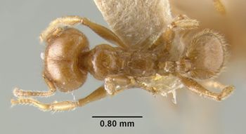 Media type: image;   Entomology 20767 Aspect: habitus dorsal view